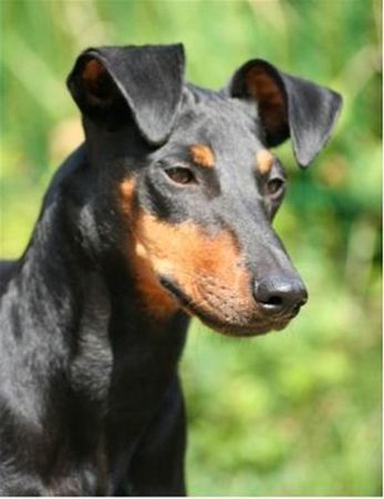 Manchester-Terrier Hunde Foto 43710 Manchester-Terrier Chili Pepper von Mainhatten