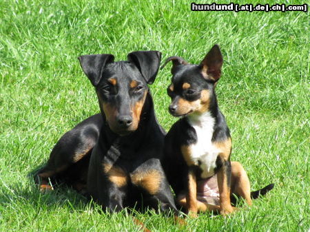 Manchester-Terrier Estelle Hoska und Lebensgefährtin Zita