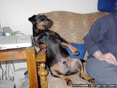Manchester-Terrier Hunde Foto 25426 in höherer Auflösung ansehen Manchester-Terrier PC Hund