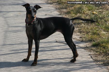 Manchester-Terrier Hunde Foto 19647 in höherer Auflösung ansehen Manchester-Terrier Akira of Savage Garden