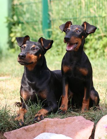 Manchester-Terrier Hunde Foto 38054 in höherer Auflösung ansehen Manchester-Terrier Chili Pepper & Georgina Rocket von Mainhattan
