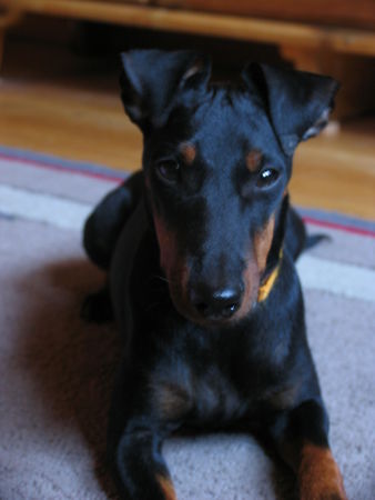Manchester-Terrier Hunde Foto 34094 in höherer Auflösung ansehen Manchester-Terrier