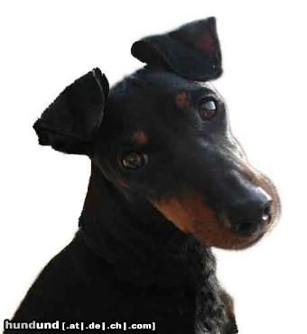 Manchester-Terrier Hunde Foto 24331 Manchester-Terrier