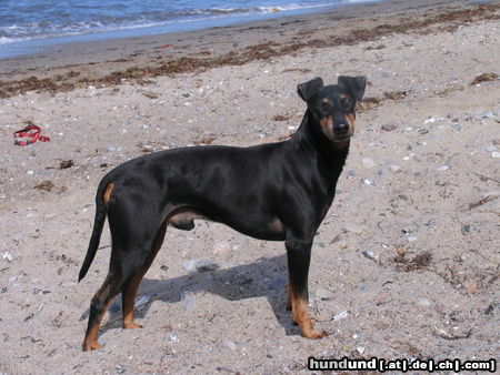Manchester-Terrier Hunde Foto 25063 Manchester-Terrier Chandor von der Spree