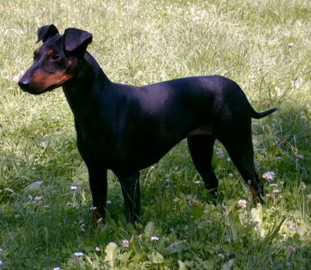 Manchester-Terrier Hunde Foto 1034 Manchester-Terrier Weltjugendsieger Fanatics Ajala