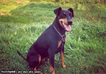 Manchester-Terrier Hunde Foto 7580 Manchester-Terrier Hundedame TESSA