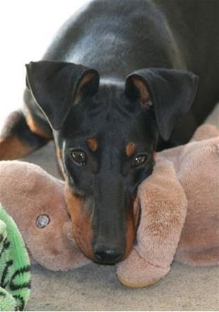 Manchester-Terrier Hunde Foto 43712 Manchester-Terrier Georgina Rocket von Mainhatten