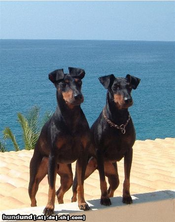 Manchester-Terrier Hunde Foto 18776 Manchester-Terrier INT CH JWW'03 X-Pected dine Mites Robin Hood und INT CH WW'01'03 Kimblewick Queen Sandra