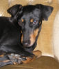 Manchester-Terrier Foto: Mein Sessel!!! (ID 25318) Manchester-Terrier Hund