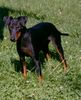 Manchester-Terrier Foto: Bundesjugendsieger Österreich Dixie Duchess (ID 1030) Manchester-Terrier Hund
