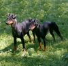 Manchester-Terrier Foto: Ajala und Dixie zwei unzertrennliche Freunde (ID 1032) Manchester-Terrier Hund