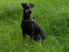 Manchester-Terrier Hund