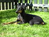 Manchester-Terrier Hund