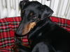 Manchester-Terrier Foto: Aileen (ID 43881) Manchester-Terrier Hund
