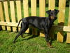 Manchester-Terrier Foto: Aileen (ID 43878) Manchester-Terrier Hund