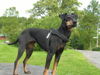 Manchester-Terrier Hund