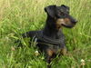 Manchester-Terrier Hund