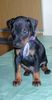 Manchester-Terrier Foto: Apollo vom Trajan 4 Wochen (ID 3681) Manchester-Terrier Hund