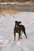 Manchester-Terrier Foto: Chili Pepper & Georgina Rocket von Mainhattan (ID 38055) Manchester-Terrier Hund