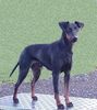 Manchester-Terrier Foto: Deckrüde Coktail Nova Atlanta (ID 1208) Manchester-Terrier Hund