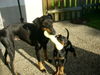 Manchester-Terrier Foto: Aileen mit Welpe (ID 43892) Manchester-Terrier Hund