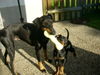 Manchester-Terrier Hund