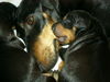 Manchester-Terrier Foto: Aileen mit Welpe (ID 43890) Manchester-Terrier Hund