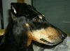 Manchester-Terrier Foto: Dana (ID 43874) Manchester-Terrier Hund