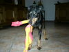 Manchester-Terrier Foto: Dana (ID 43877) Manchester-Terrier Hund