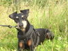 Manchester-Terrier Hund