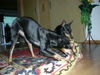 Manchester-Terrier Hund