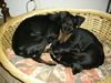 Manchester-Terrier Foto: Aileen (ID 43882) Manchester-Terrier Hund