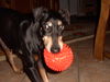 Manchester-Terrier Foto: Dana (ID 43876) Manchester-Terrier Hund