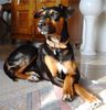 Manchester-Terrier Hund