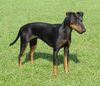 Manchester-Terrier Foto: Klubjugendsieger CZ - Dixie Duchess (ID 1031) Manchester-Terrier Hund