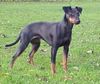 Manchester-Terrier Foto: VDH - Bundesjugendsieger Dixie Duchess (ID 1207) Manchester-Terrier Hund