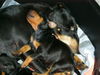 Manchester-Terrier Foto: Dana mit Welpe (ID 43888) Manchester-Terrier Hund