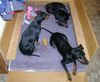 Manchester-Terrier Foto: Ajala und Coctail mit Welpen (ID 3682) Manchester-Terrier Hund