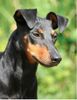 Manchester-Terrier Foto: Chili Pepper von Mainhatten (ID 43710) Manchester-Terrier Hund