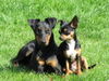 Manchester-Terrier Hund