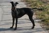 Manchester-Terrier Foto: Akira of Savage Garden (ID 19647) Manchester-Terrier Hund