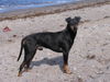 Manchester-Terrier Foto: Chandor von der Spree (ID 25063) Manchester-Terrier Hund