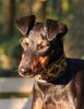 Manchester-Terrier Hund