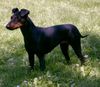Manchester-Terrier Foto: Weltjugendsieger Fanatics Ajala (ID 1034) Manchester-Terrier Hund
