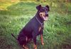 Manchester-Terrier Foto: Hundedame TESSA (ID 7580) Manchester-Terrier Hund