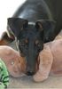 Manchester-Terrier Foto: Georgina Rocket von Mainhatten (ID 43712) Manchester-Terrier Hund