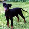 Manchester-Terrier Foto: Mary mit Freund Kalli (ID 3041) Manchester-Terrier Hund