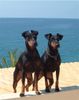 Manchester-Terrier Foto: INT CH JWW'03 X-Pected dine Mites Robin Hood und INT CH WW'01'03 Kimblewick Queen Sandra (ID 18776) Manchester-Terrier Hund