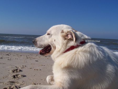 Maremmaner Hirtenhund Rubio unser Schmusebär 