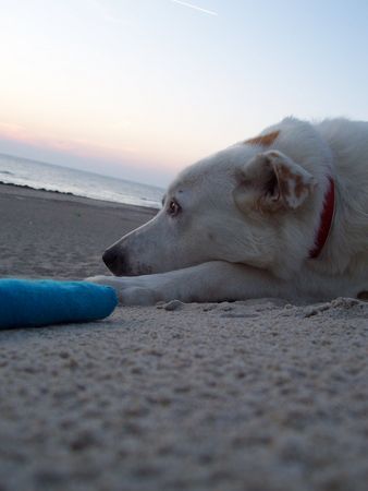 Maremmaner Hirtenhund Rubio unser Schmusebär 